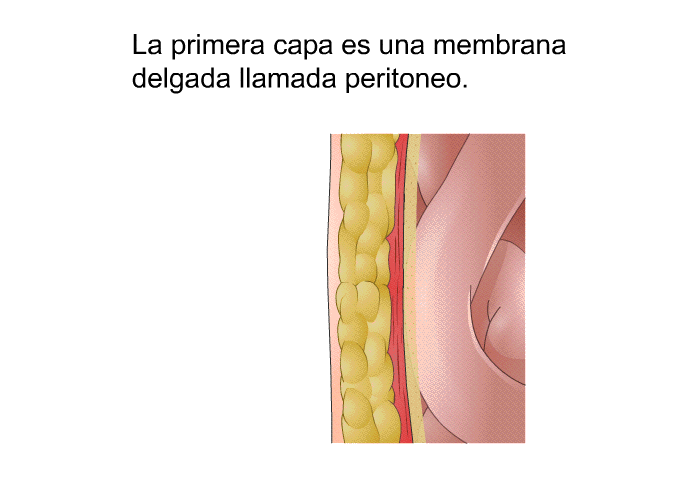 La primera capa es una membrana delgada llamada peritoneo.