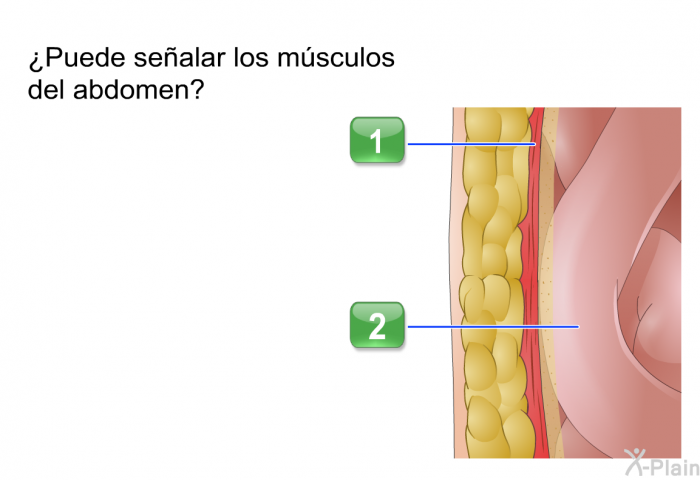 ¿Puede sealar los msculos del abdomen?