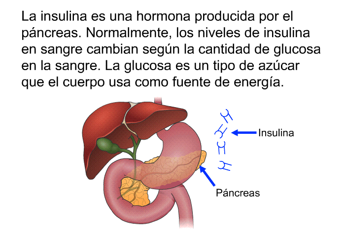 La insulina es una hormona producida por el pncreas. Normalmente, los niveles de insulina en sangre cambian segn la cantidad de glucosa en la sangre. La glucosa es un tipo de azcar que el cuerpo usa como fuente de energa.