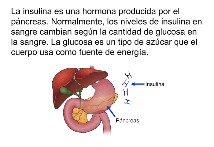 La insulina es una hormona producida por el pncreas. Normalmente, los niveles de insulina en sangre cambian segn la cantidad de glucosa en la sangre. La glucosa es un tipo de azcar que el cuerpo usa como fuente de energa.