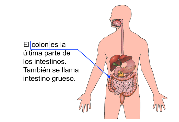 El colon es la ltima parte de los intestinos. Tambin se llama intestino grueso.