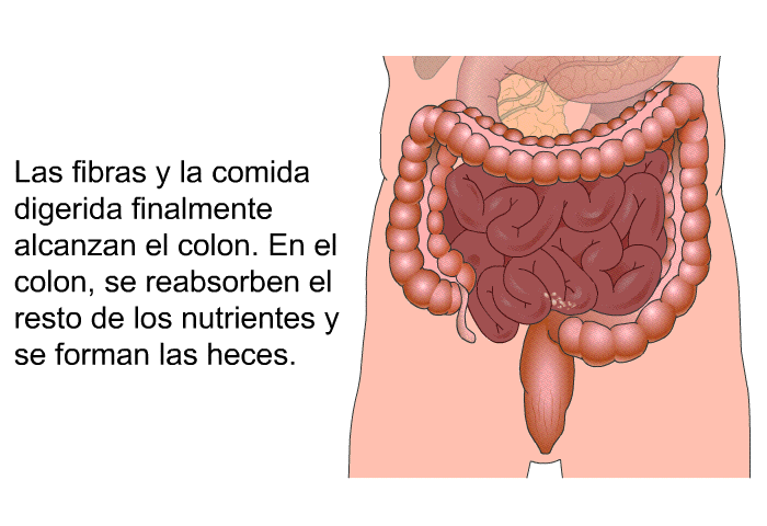 Las fibras y la comida digerida finalmente alcanzan el colon. En el colon, se reabsorben el resto de los nutrientes y se forman las heces.