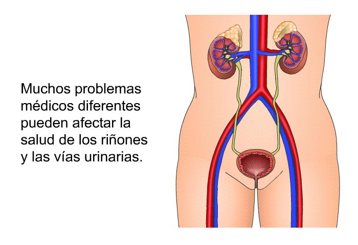Muchos problemas mdicos diferentes pueden afectar la salud de los riones y las vas urinarias.