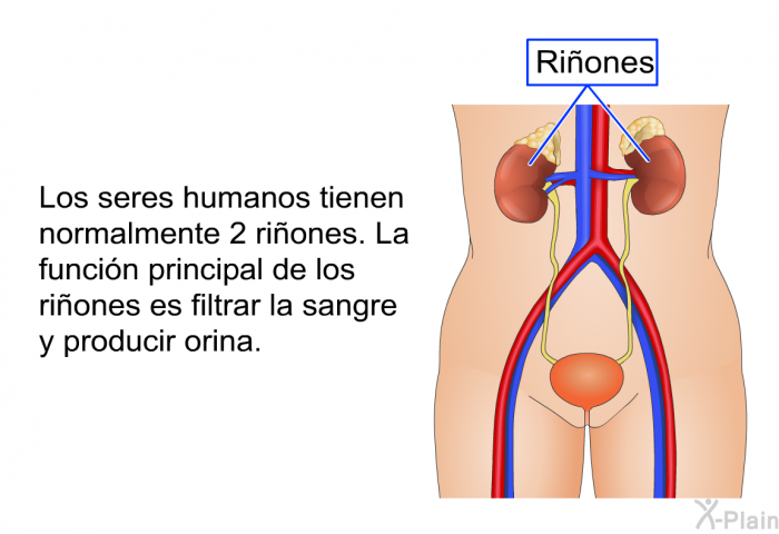 Los seres humanos tienen normalmente 2 riones. La funcin principal de los riones es filtrar la sangre y producir orina.