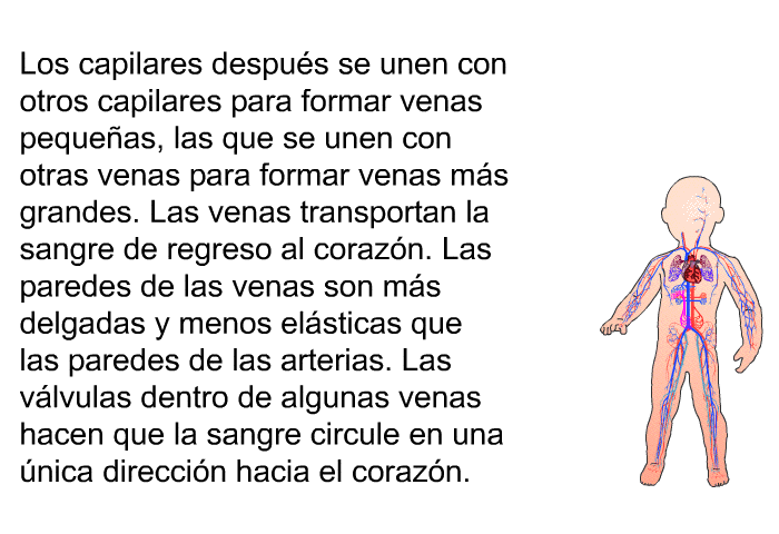 Los capilares despus se unen con otros capilares para formar venas pequeas, las que se unen con otras venas para formar venas ms grandes. Las venas transportan la sangre de regreso al corazn. Las paredes de las venas son ms delgadas y menos elsticas que las paredes de las arterias. Las vlvulas dentro de algunas venas hacen que la sangre circule en una nica direccin hacia el corazn.