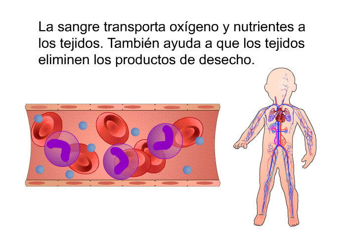 La sangre transporta oxgeno y nutrientes a los tejidos. Tambin ayuda a que los tejidos eliminen los productos de desecho.