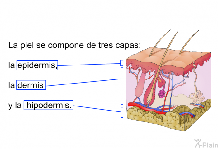 La piel se compone de tres capas: la epidermis, la dermis y la hipodermis.