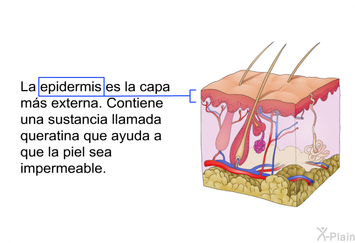 La epidermis es la capa ms externa. Contiene una sustancia llamada queratina que ayuda a que la piel sea impermeable.