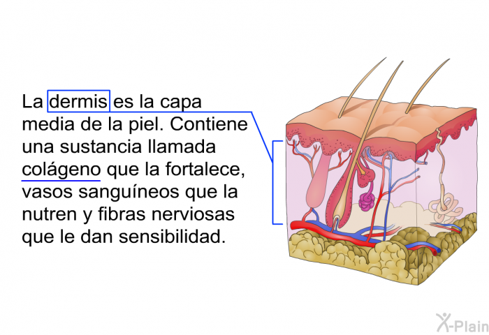 La dermis es la capa media de la piel. Contiene una sustancia llamada colgeno que la fortalece, vasos sanguneos que la nutren y fibras nerviosas que le dan sensibilidad.