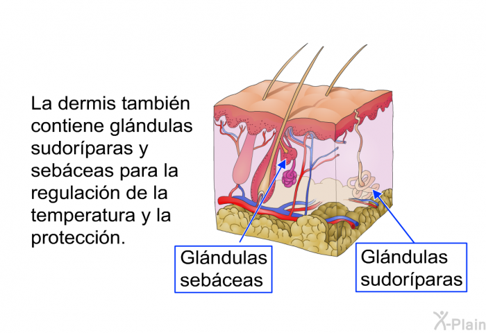 La dermis tambin contiene glndulas sudorparas y sebceas para la regulacin de la temperatura y la proteccin.