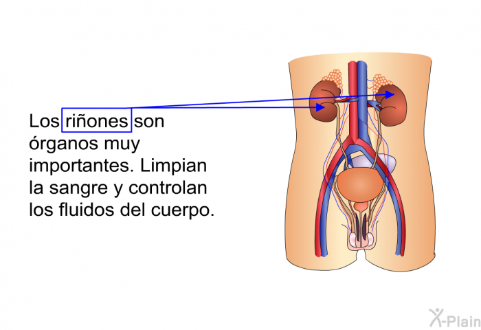 Los riones son rganos muy importantes. Limpian la sangre y controlan los fluidos del cuerpo.