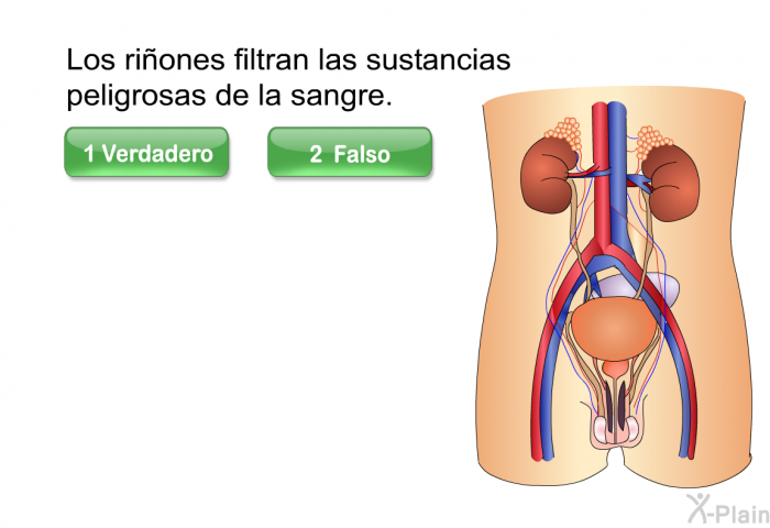 Los riones filtran las sustancias peligrosas de la sangre.