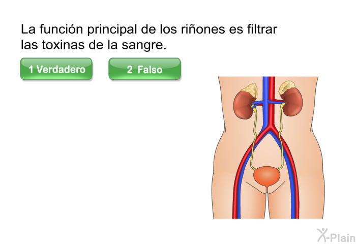 La funcin principal de los riones es filtrar las toxinas de la sangre.