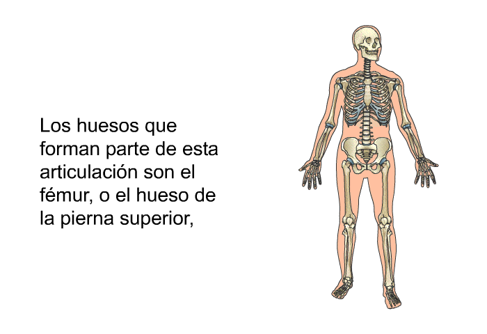 Los huesos que forman parte de esta articulacin son el fmur, o el hueso de la pierna superior, la tibia, uno de los huesos de la pierna inferior, y la rtula, un hueso flotante que da a la rodilla su forma circular.