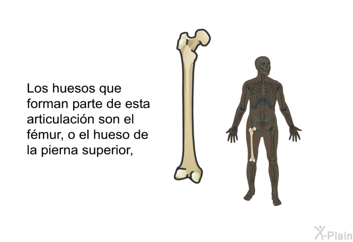 Los huesos que forman parte de esta articulacin son el fmur, o el hueso de la pierna superior,