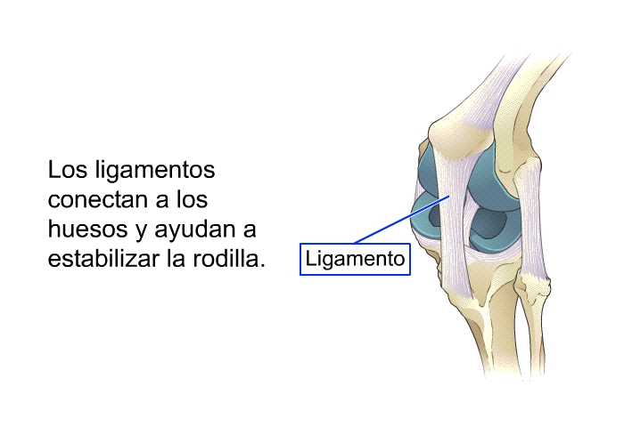Los ligamentos conectan a los huesos y ayudan a estabilizar la rodilla.