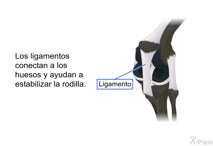Los ligamentos conectan a los huesos y ayudan a estabilizar la rodilla.