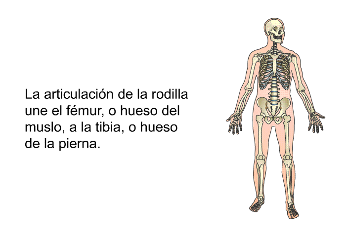 La articulacin de la rodilla une el fmur, o hueso del muslo, a la tibia, o hueso de la pierna.