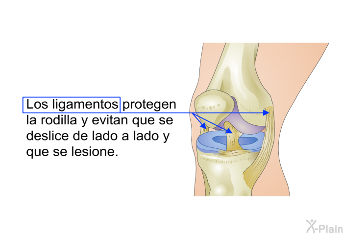 Los ligamentos protegen la rodilla y evitan que se deslice de lado a lado y que se lesione.
