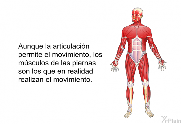Aunque la articulacin permite el movimiento, los msculos de las piernas son los que en realidad realizan el movimiento.