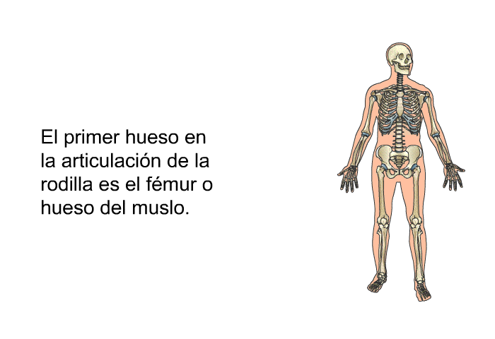 El primer hueso en la articulacin de la rodilla es el fmur o hueso del muslo.