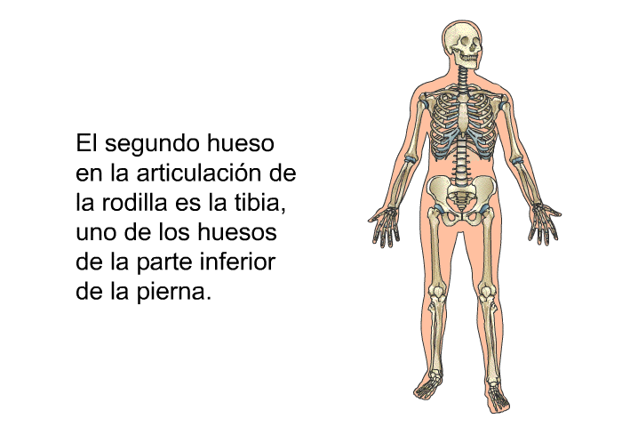 El segundo hueso en la articulacin de la rodilla es la tibia, uno de los huesos de la parte inferior de la pierna.