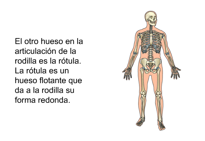 El otro hueso en la articulacin de la rodilla es la rtula. La rtula es un hueso flotante que da a la rodilla su forma redonda.