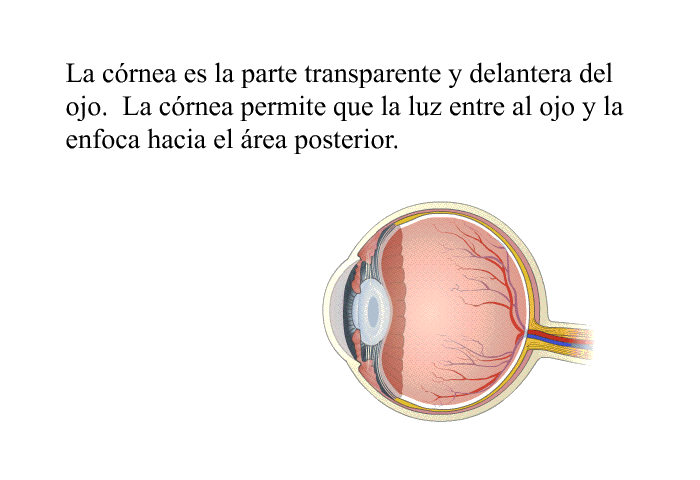 La crnea es la parte transparente y delantera del ojo. La crnea permite que la luz entre al ojo y la enfoca hacia el rea posterior.