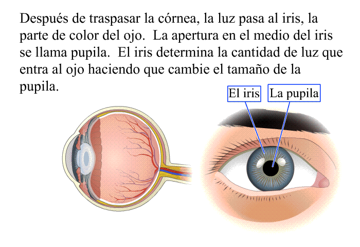 Despus de traspasar la crnea, la luz pasa al iris, la parte de color del ojo. La apertura en el medio del iris se llama pupila. El iris determina la cantidad de luz que entra al ojo haciendo que cambie el tamao de la pupila.