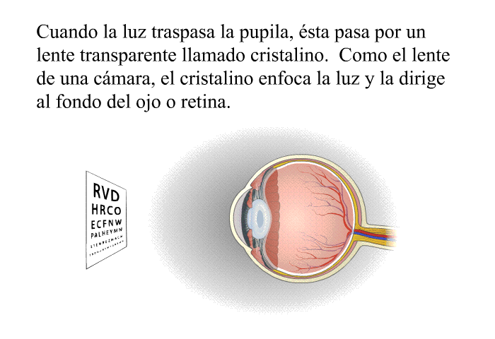 Cuando la luz traspasa la pupila, sta pasa por un lente transparente llamado cristalino. Como el lente de una cmara, el cristalino enfoca la luz y la dirige al fondo del ojo o retina.