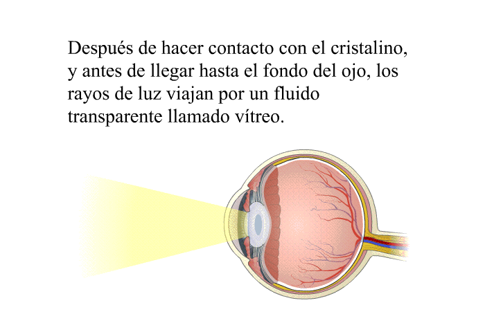 Despus de hacer contacto con el cristalino, y antes de llegar hasta el fondo del ojo, los rayos de luz viajan por un fluido transparente llamado vtreo.