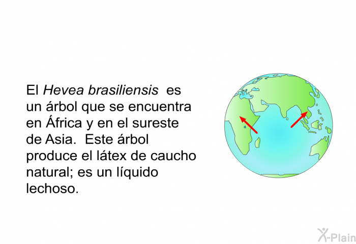 El Hevea brasiliensis es un rbol que se encuentra en frica y en el sureste de Asia. Este rbol produce el ltex de caucho natural; es un lquido lechoso.