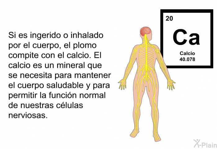 Si es ingerido o inhalado por el cuerpo, el plomo compite con el calcio. El calcio es un mineral que se necesita para mantener el cuerpo saludable y para permitir la funcin normal de nuestras clulas nerviosas.