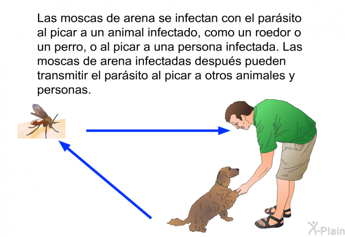 Las moscas de arena se infectan con el parsito al picar a un animal infectado, como un roedor o un perro, o al picar a una persona infectada. Las moscas de arena infectadas despus pueden transmitir el parsito al picar a otros animales y personas.
