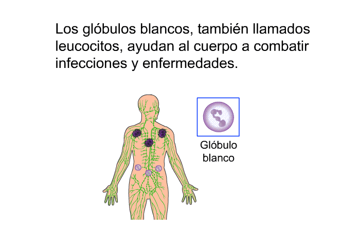 Los glbulos blancos, tambin llamados leucocitos, ayudan al cuerpo a combatir infecciones y enfermedades.