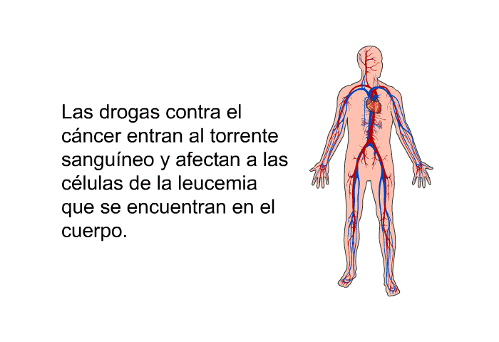 Las drogas contra el cncer entran al torrente sanguneo y afectan a las clulas de la leucemia que se encuentran en el cuerpo.