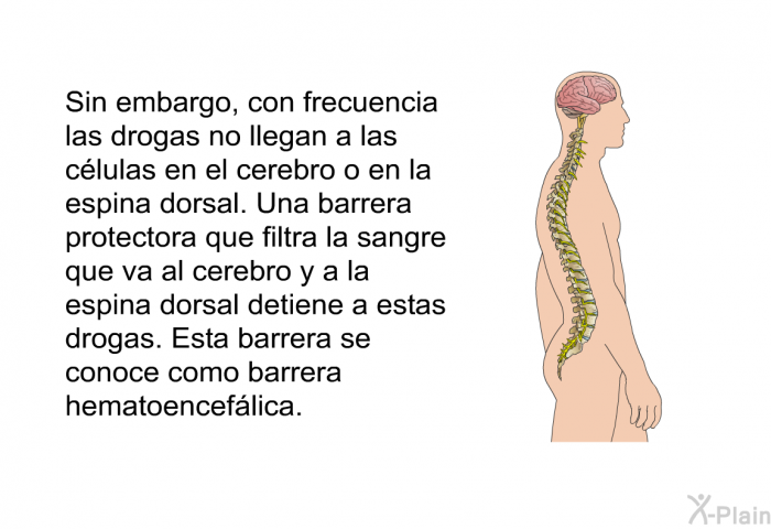 Sin embargo, con frecuencia las drogas no llegan a las clulas en el cerebro o en la espina dorsal. Una barrera protectora que filtra la sangre que va al cerebro y a la espina dorsal detiene a estas drogas. Esta barrera se conoce como <I>barrera hematoenceflica.</I>