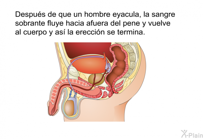 Despus de que un hombre eyacula, la sangre sobrante fluye hacia afuera del pene y vuelve al cuerpo y as la ereccin se termina.