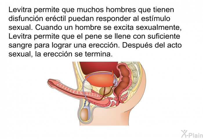 Levitra permite que muchos hombres que tienen disfuncin erctil puedan responder al estmulo sexual. Cuando un hombre se excita sexualmente, Levitra permite que el pene se llene con suficiente sangre para lograr una ereccin. Despus del acto sexual, la ereccin se termina.