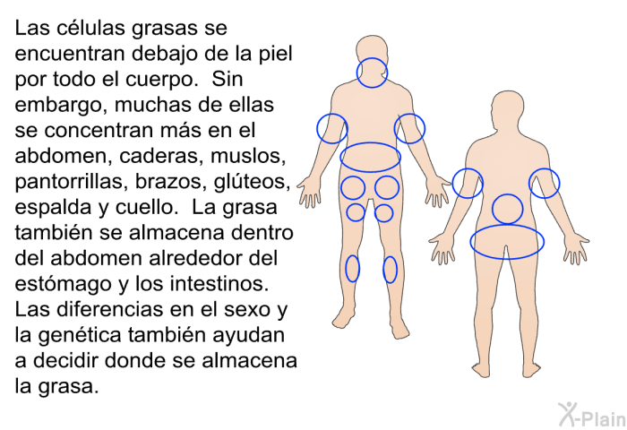 Las clulas grasas se encuentran debajo de la piel por todo el cuerpo. Sin embargo, muchas de ellas se concentran ms en el abdomen, caderas, muslos, pantorrillas, brazos, glteos, espalda y cuello. La grasa tambin se almacena dentro del abdomen alrededor del estmago y los intestinos. Las diferencias en el sexo y la gentica tambin ayudan a decidir donde se almacena la grasa.