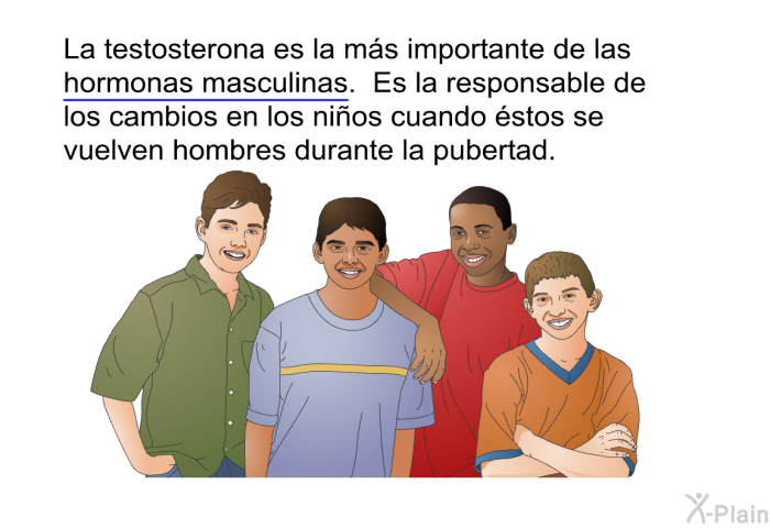 La testosterona es la ms importante de las hormonas masculinas. Es la responsable de los cambios en los nios cuando stos se vuelven hombres durante la pubertad.