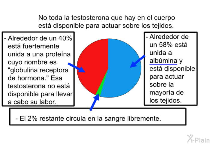No toda la testosterona que hay en el cuerpo est disponible para actuar sobre los tejidos.  Alrededor de un 40% est fuertemente unida a una protena cuyo nombre es “globulina receptora de hormona”. Esa testosterona no est disponible para llevar a cabo su labor. Alrededor de un 58% est unida a albmina y est disponible para actuar sobre la mayora de los tejidos. El 2% restante circula en la sangre libremente.