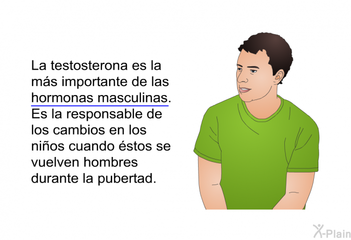 La testosterona es la ms importante de las hormonas masculinas. Es la responsable de los cambios en los nios cuando stos se vuelven hombres durante la pubertad.