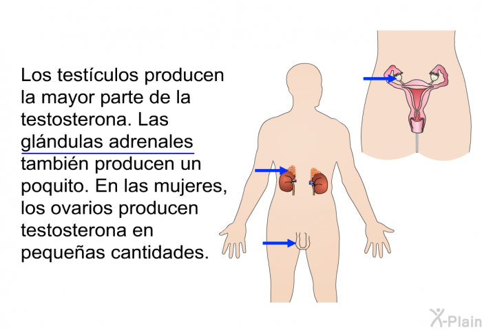 Los testculos producen la mayor parte de la testosterona. Las glndulas adrenales tambin producen un poquito. En las mujeres, los ovarios producen testosterona en pequeas cantidades.