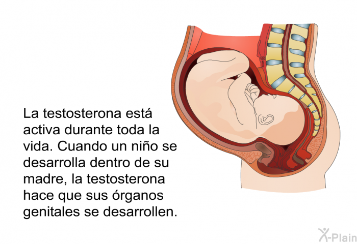 La testosterona est activa durante toda la vida. Cuando un nio se desarrolla dentro de su madre, la testosterona hace que sus rganos genitales se desarrollen.