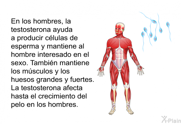 En los hombres, la testosterona ayuda a producir clulas de esperma y mantiene al hombre interesado en el sexo. Tambin mantiene los msculos y los huesos grandes y fuertes. La testosterona afecta hasta el crecimiento del pelo en los hombres.