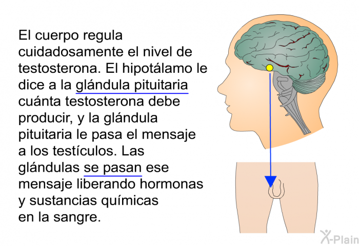 El cuerpo regula cuidadosamente el nivel de testosterona. El hipotlamo le dice a la glndula pituitaria cunta testosterona debe producir, y la glndula pituitaria le pasa el mensaje a los testculos. Las glndulas se pasan ese mensaje liberando hormonas y sustancias qumicas en la sangre.