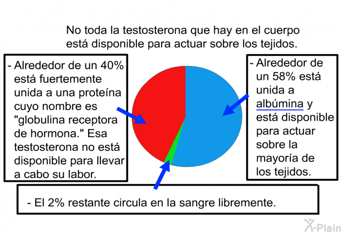 No toda la testosterona que hay en el cuerpo est disponible para actuar sobre los tejidos.  Alrededor de un 40% est fuertemente unida a una protena cuyo nombre es “globulina receptora de hormona”. Esa testosterona no est disponible para llevar a cabo su labor. Alrededor de un 58% est unida a albmina y est disponible para actuar sobre la mayora de los tejidos. El 2% restante circula en la sangre libremente.