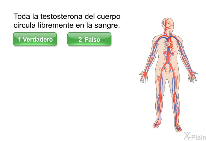 Toda la testosterona del cuerpo circula libremente en la sangre.