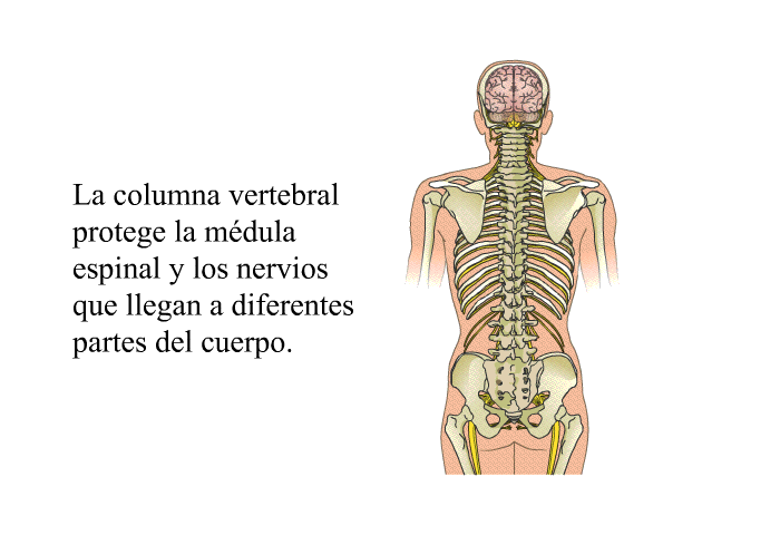 La columna vertebral protege la mdula espinal y los nervios que llegan a diferentes partes del cuerpo.